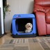 Bild von Dogi Kennel DeLuxe - Die faltbare Hundebox in sechs Größen und 3 Farben