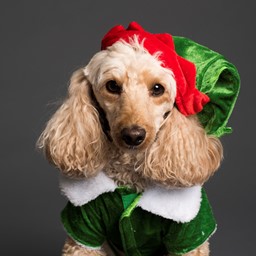 Picture for category Hunde X-Mas