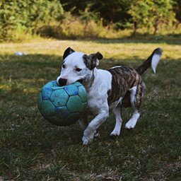 Picture for category Hundespielzeug u. Sport